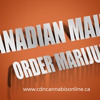 Портфолио Marijuana In Canada